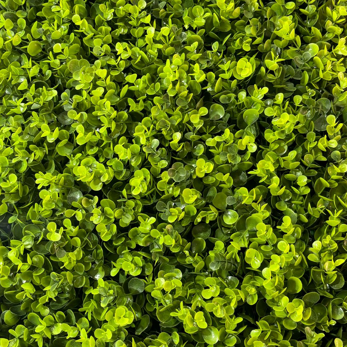 Pannello di Verde Artificiale Bosso – Effetto Naturale e Durevole 100 cm x 100 cm