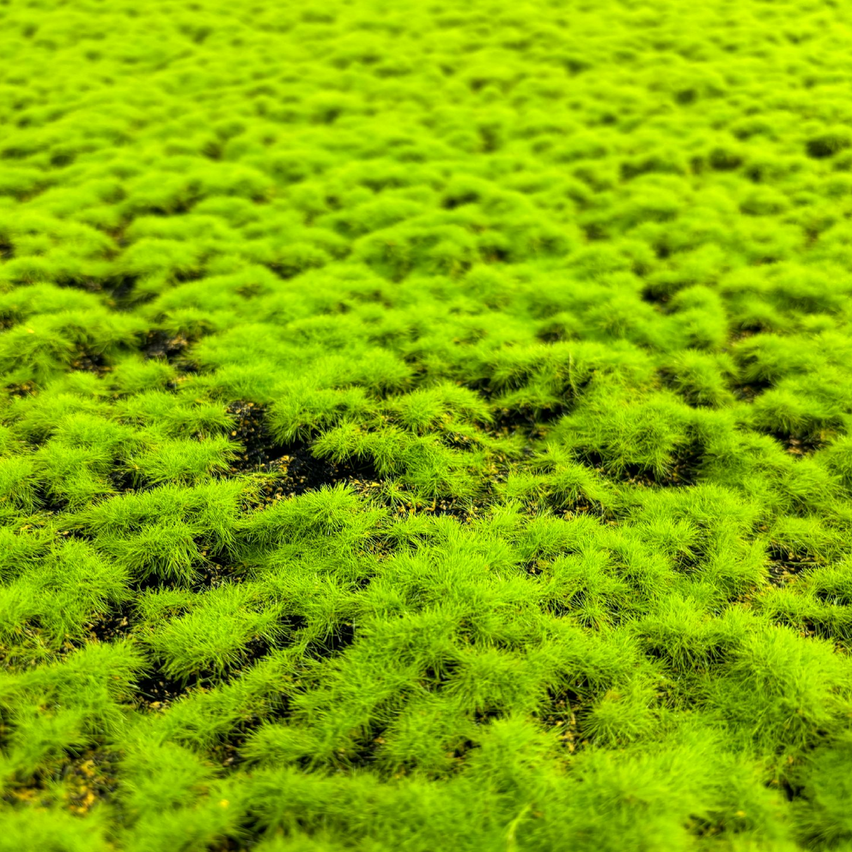 Muschio Naturale 100 cm x 100 cm – Qualità Premium