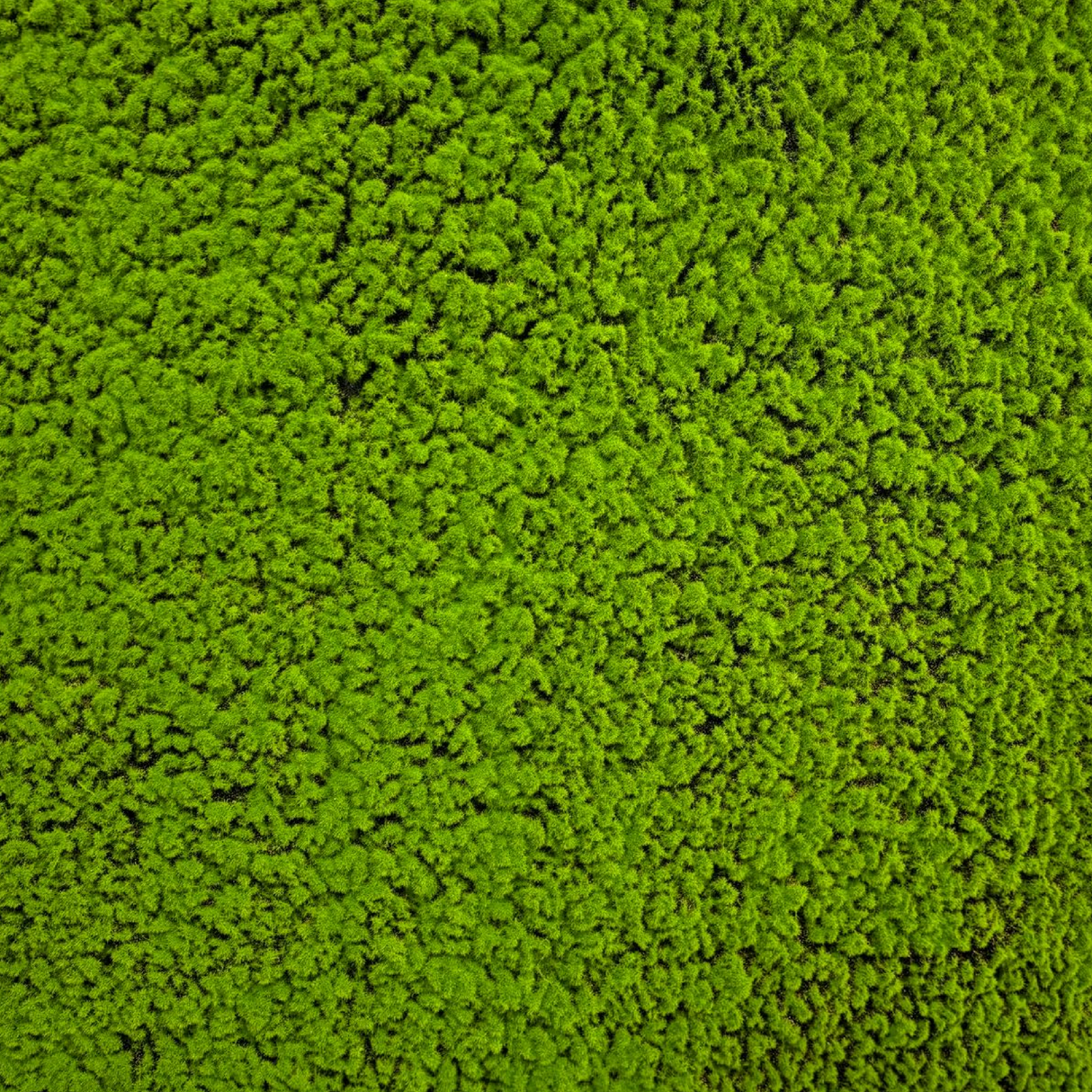 Muschio Naturale 100 cm x 100 cm – Qualità Premium