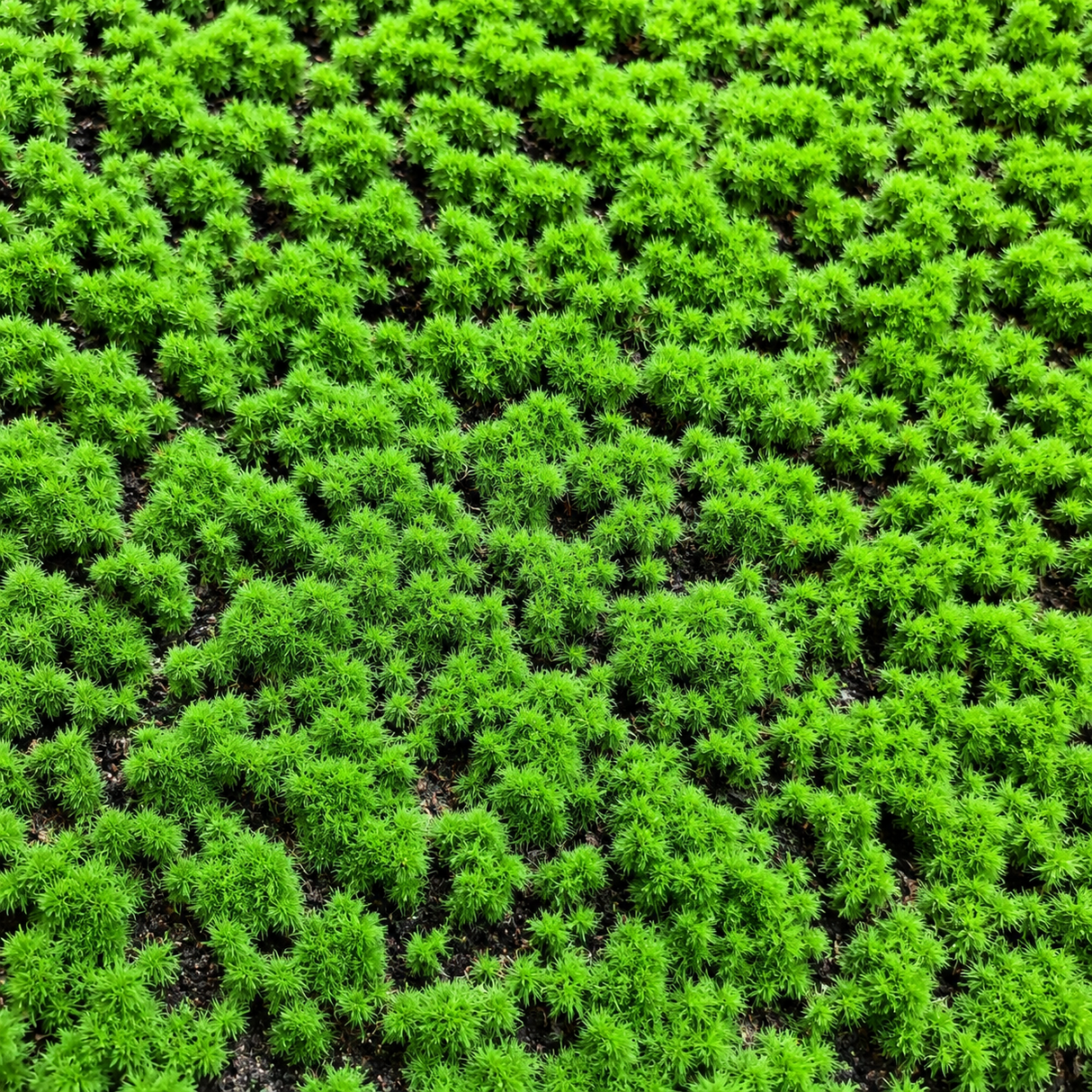 Muschio Naturale 100 cm x 100 cm | Modello scuro