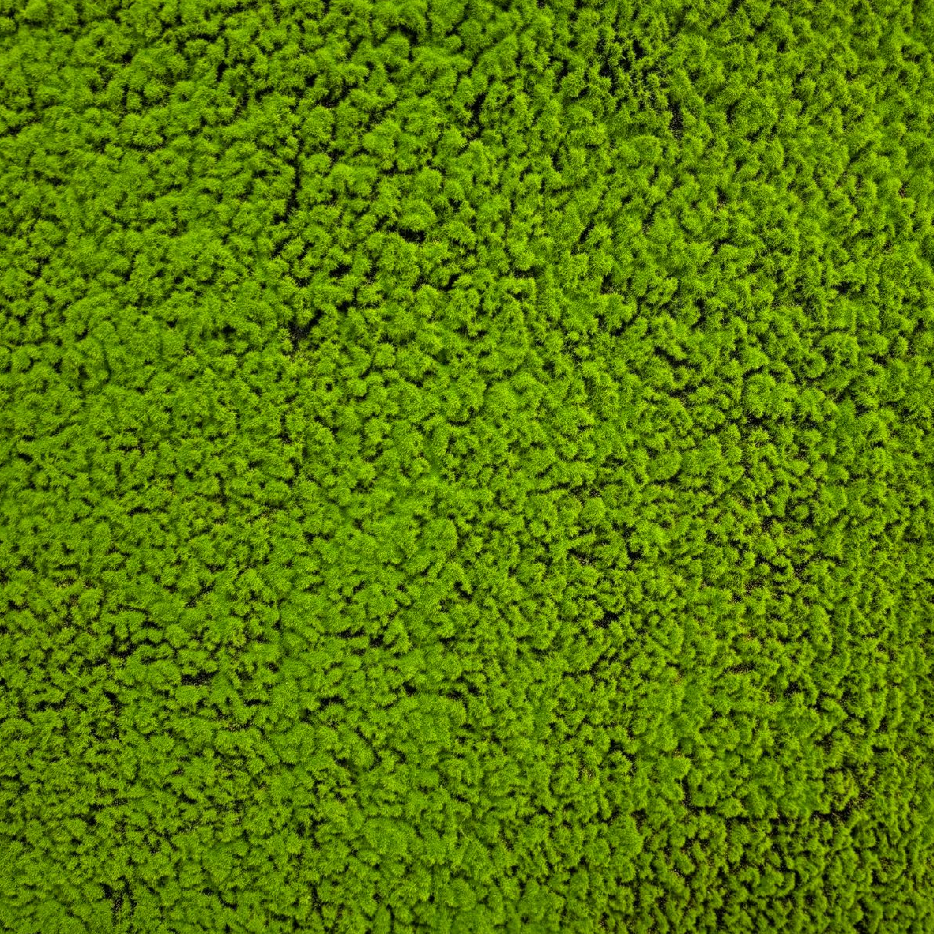 Muschio Naturale 1x1 Metro – Qualità Premium