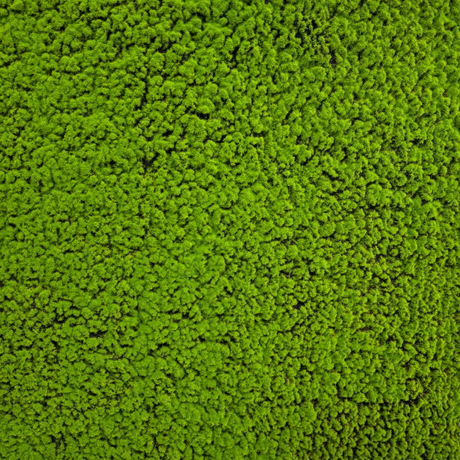 Muschio Naturale 100 cm x 100 cm – Qualità Premium