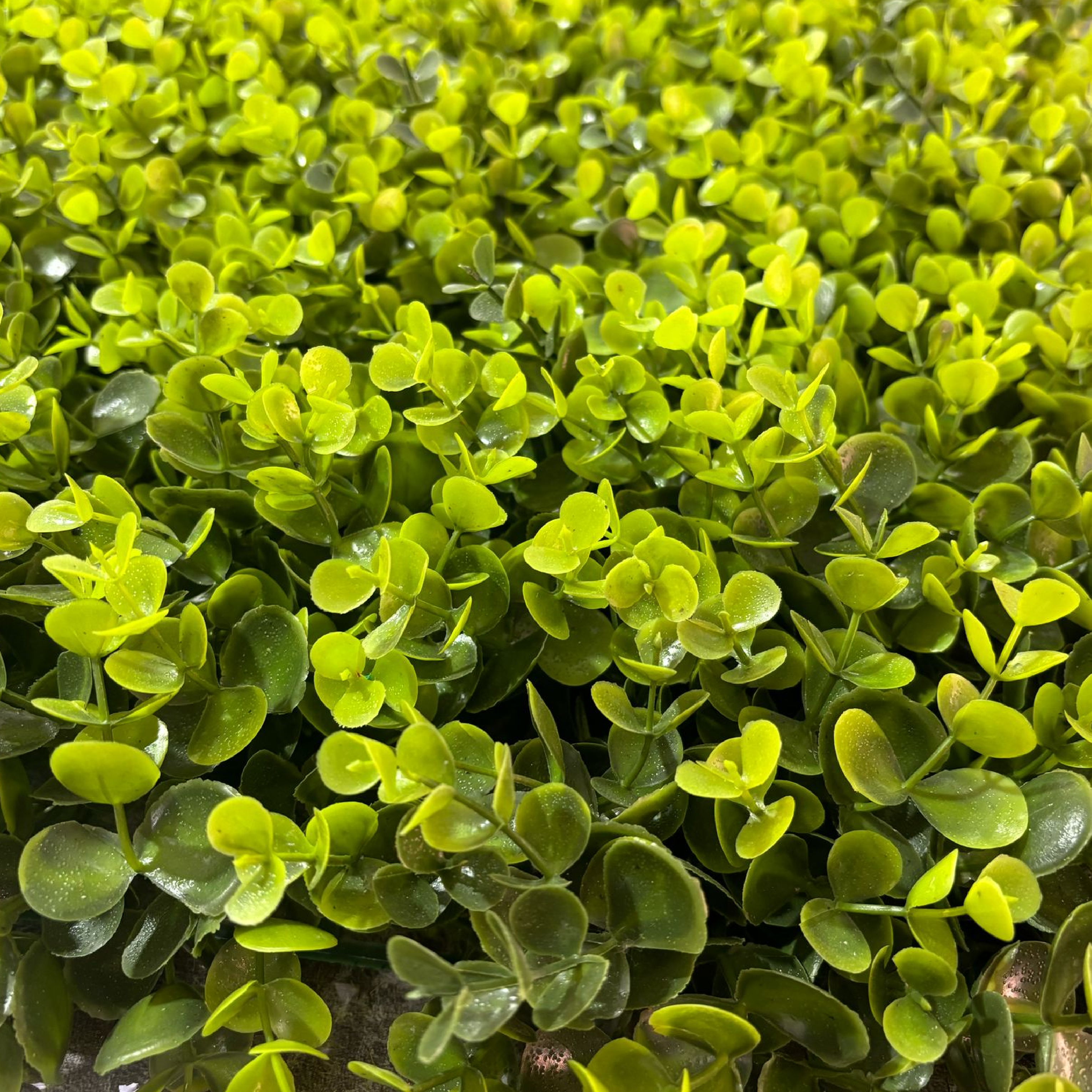 Pannello di Verde Artificiale Bosso – Effetto Naturale e Durevole  100 cm x 100 cm